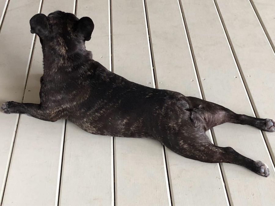 Perra de Ricardo Darín