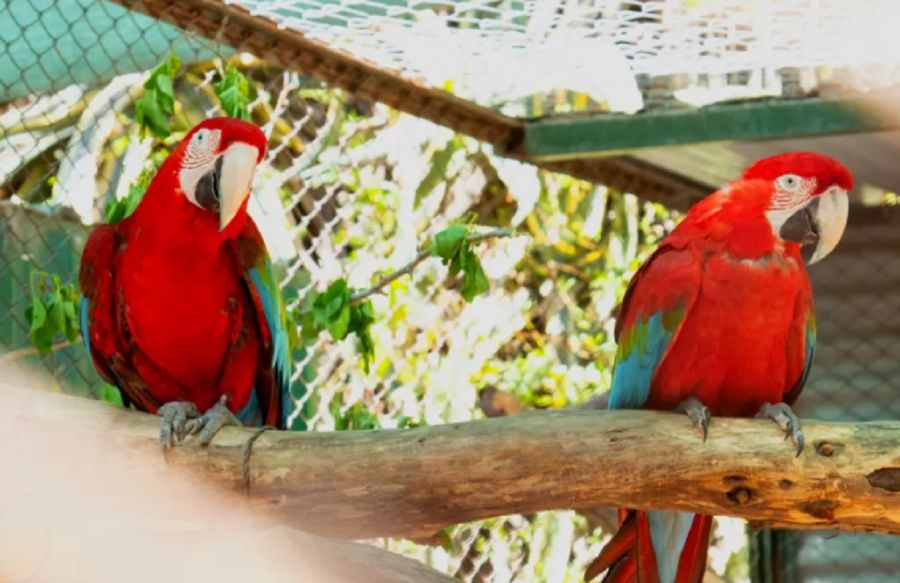 1612_guacamayo rojo