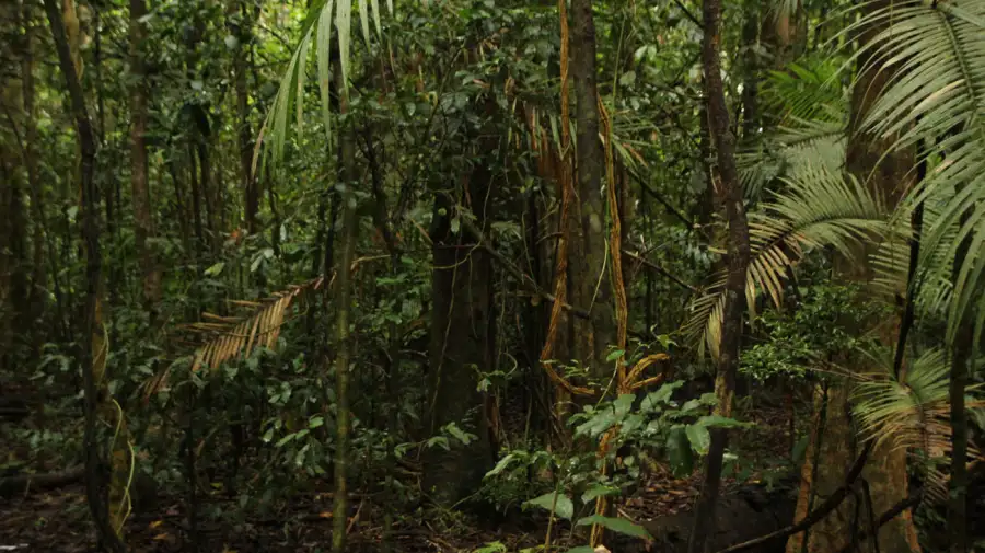 La Amazonia podría perder hasta el 38% de su cubierta forestal para fines de siglo. 16122025