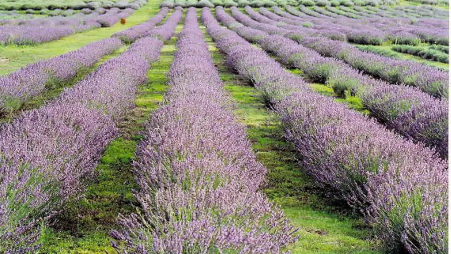 https://fotos.perfil.com/images/large/2025/12/18/plantacion-de-lavanda-2155607.jpg?webp