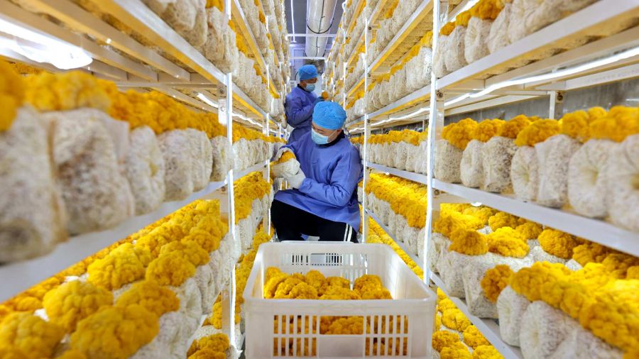 Fotogaleria Un agricultor cultiva hongos dentro de un invernadero durante el invierno en Zaozhuang, provincia de Shandong, en el este de China