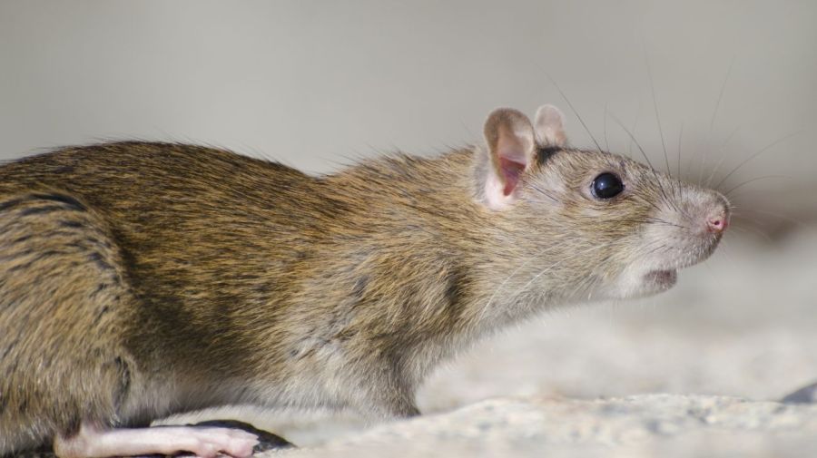 Hantavirus