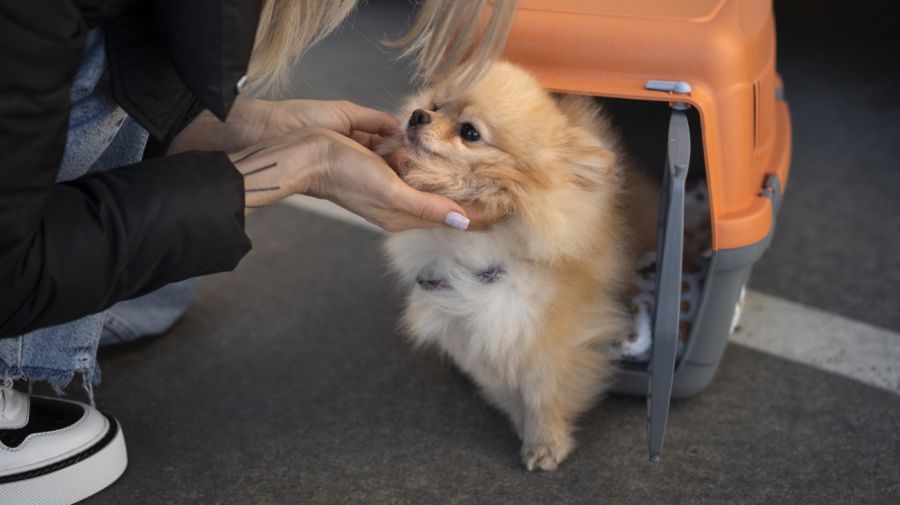 Transporte de mascotas