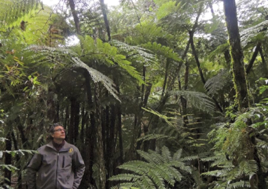 3012_selva paranaense