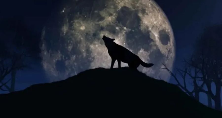 3012_luna de lobo