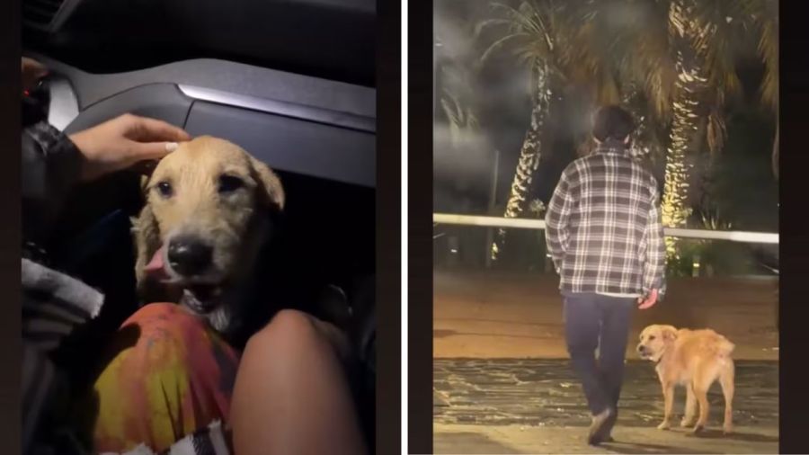 Evangelina Anderson rescató a un perro