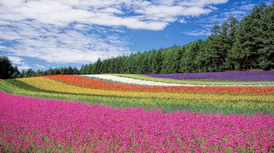 Historia del perfume 20260105