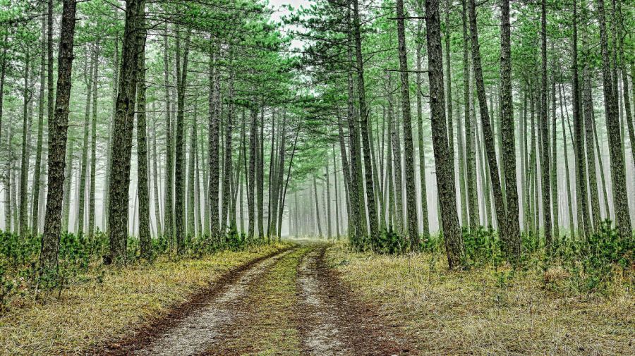 Historia del perfume 20260105