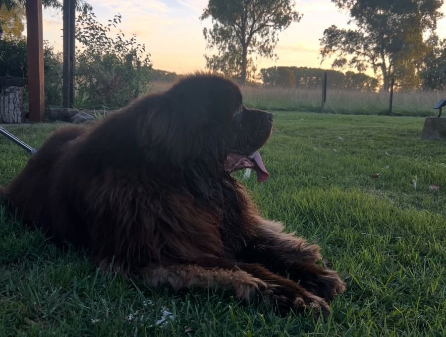 Denise Dumas y Campi 