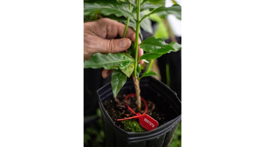 Tomás Forte: un caficultor argentino apasionado