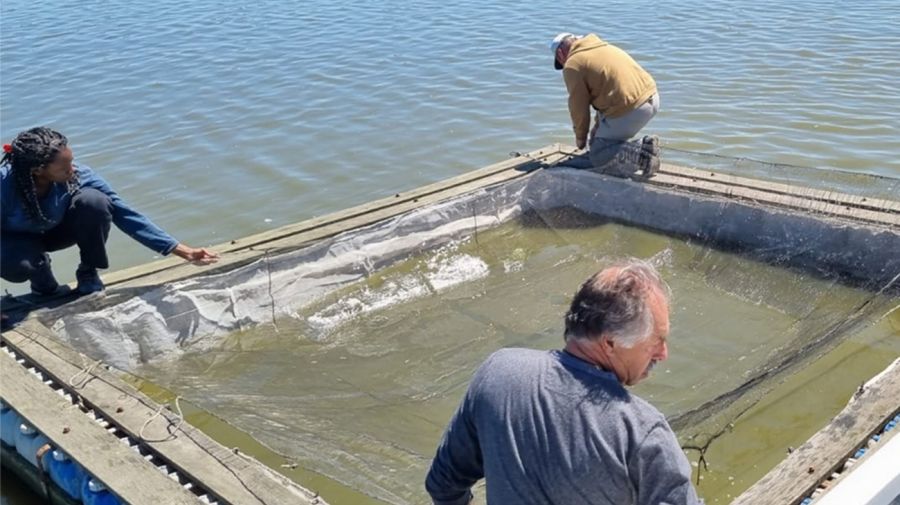 2201_pejerrey_siembra