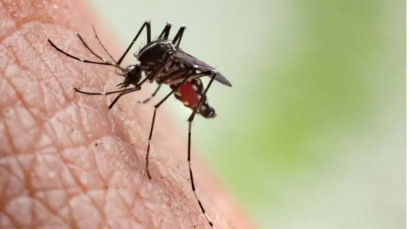 Casos de dengue y chikungunya en Córdoba