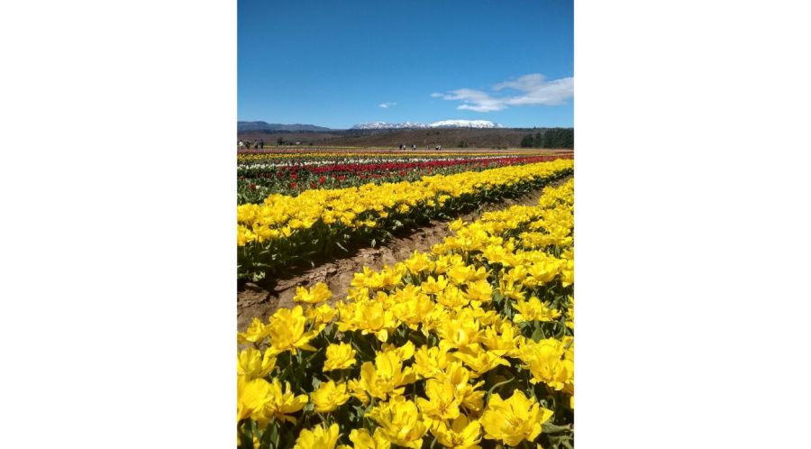 LIQUIDAMBAR AMBIENTACIONES – Abrimos una nueva etapa profesional 