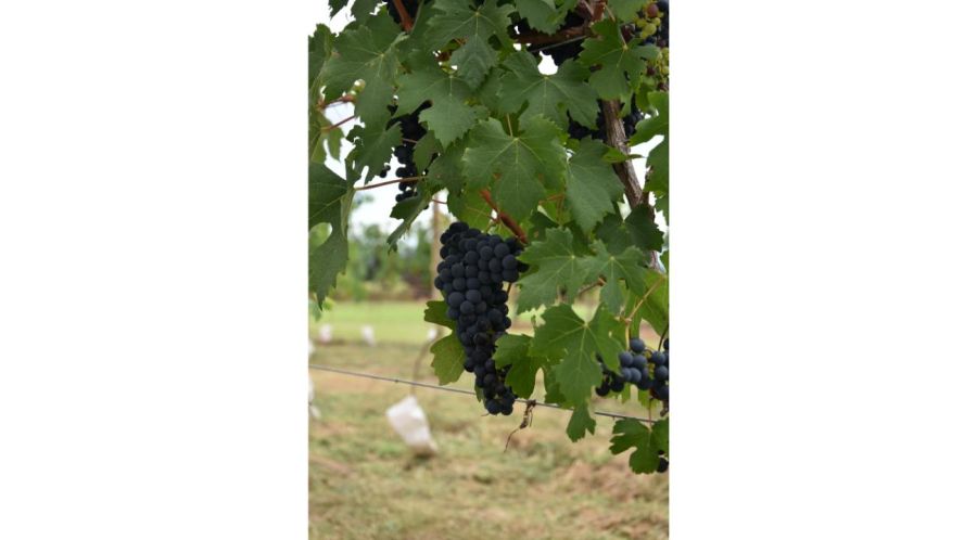 Concluyó la primera vendimia del País