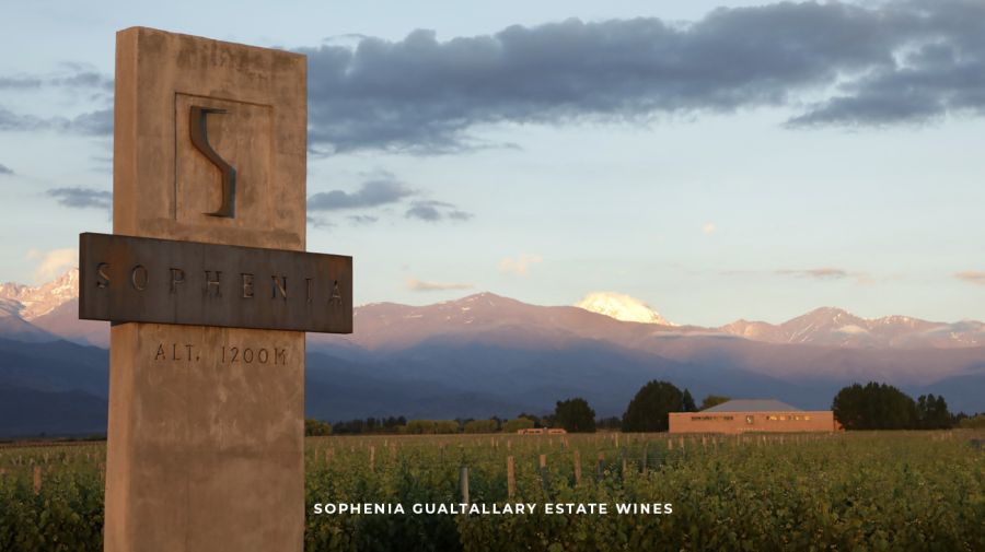 Bodega Sophenia en delirio