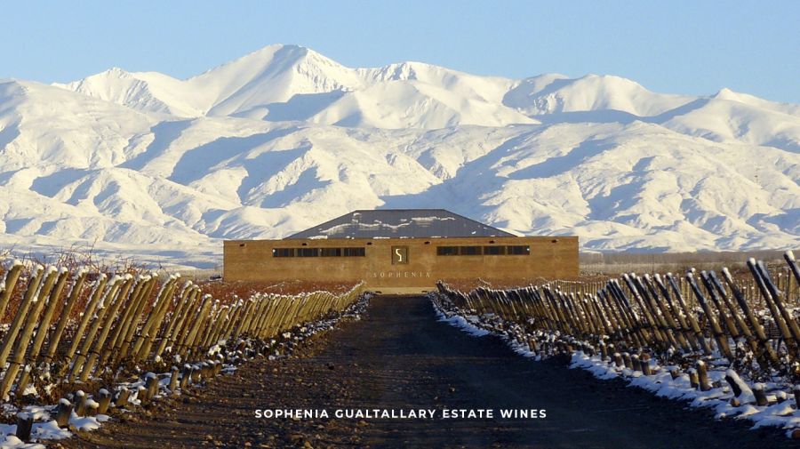 Bodega Sophenia en delirio