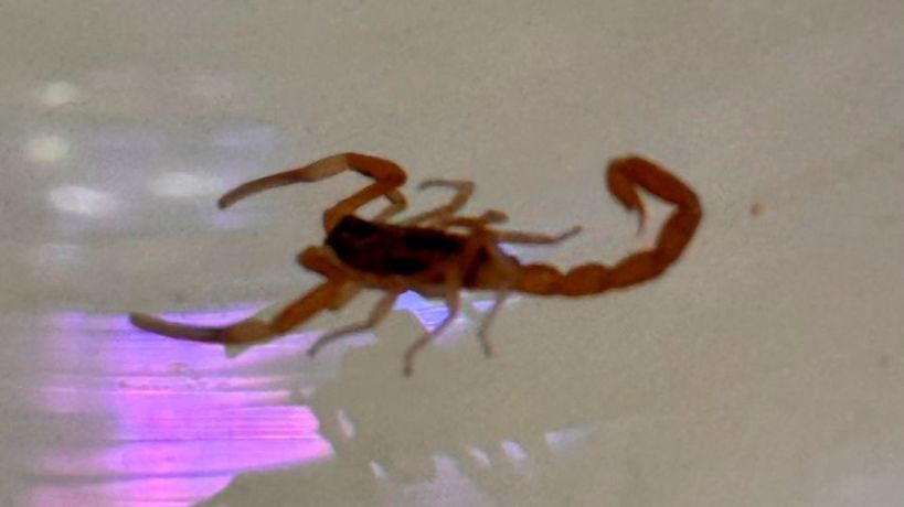 Casos de Escorpión Córdoba 