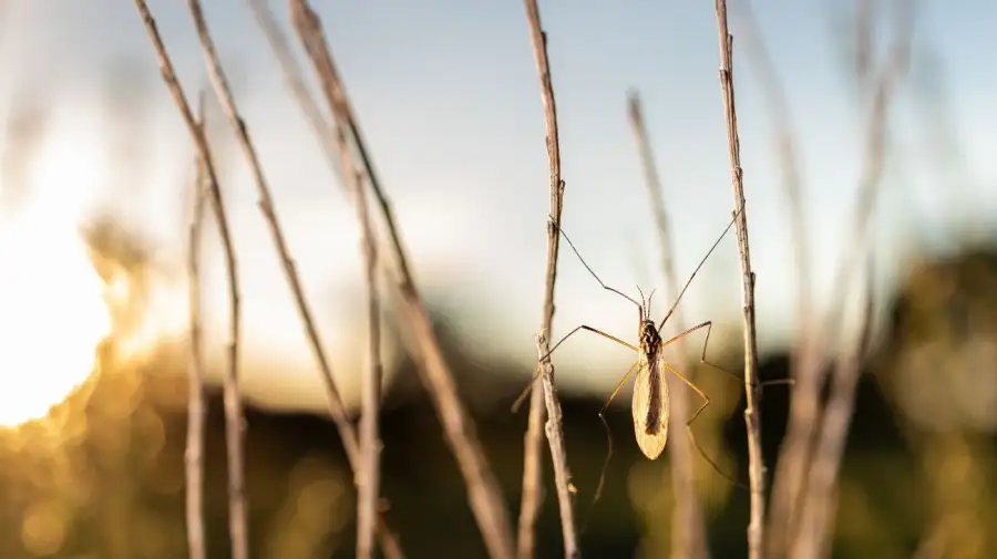 Día Internacional de las Enfermedades Tropicales Desatendidas