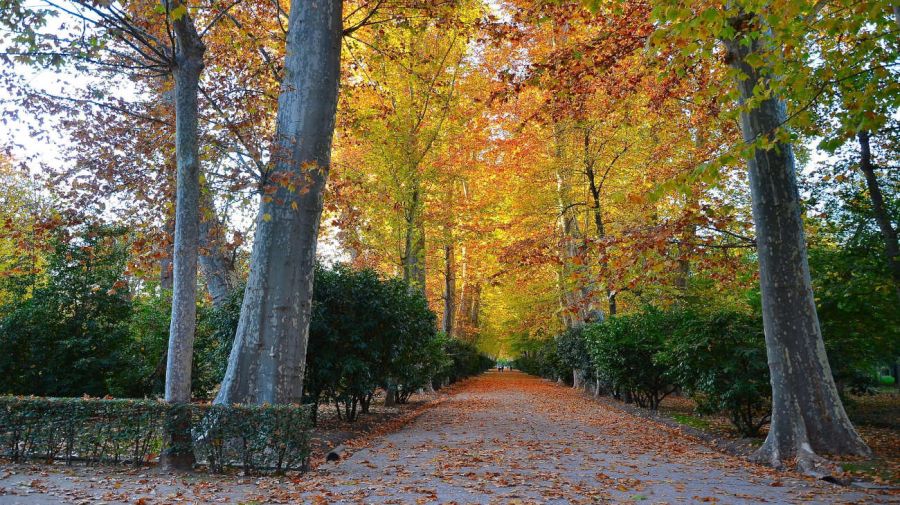 Errores más comunes al diseñar un jardín 20250205
