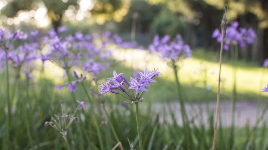 Errores más comunes al diseñar un jardín 20250205