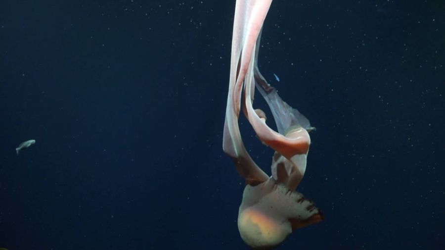 Medusa gigante registrada en el Mar Argentino por científicos del CONICET 05022026