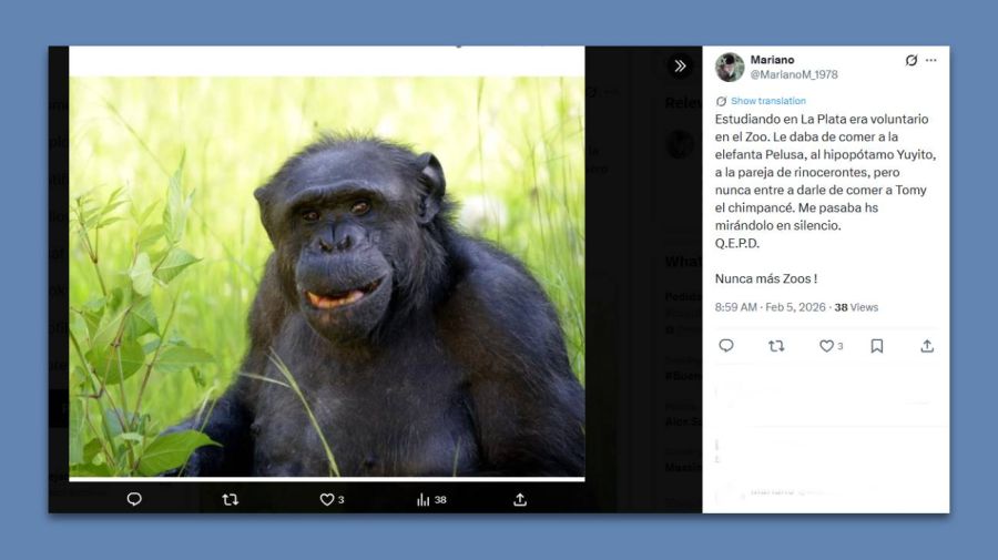 Muere Tomy, el chimpance de La Plata 05022026