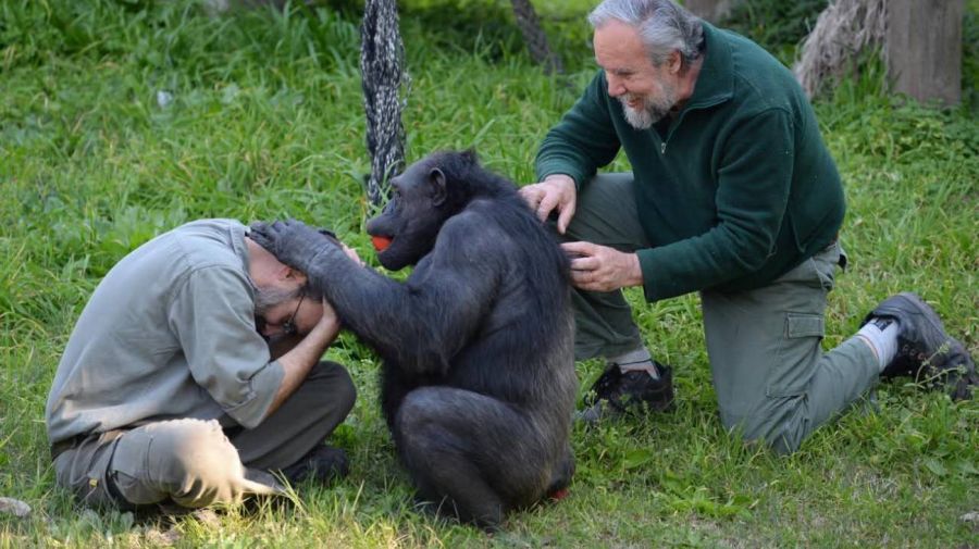 Muere Tomy, el chimpance de La Plata 05022026