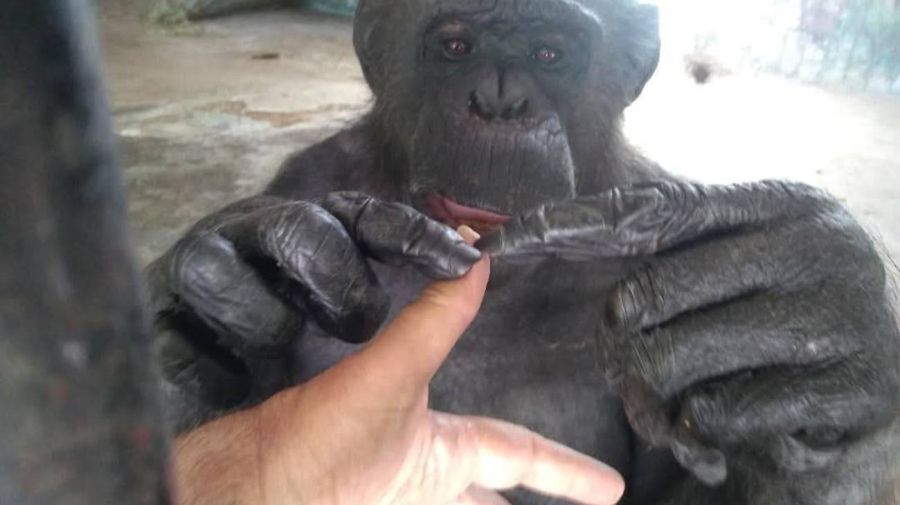 Muere Tomy, el chimpance de La Plata 05022026