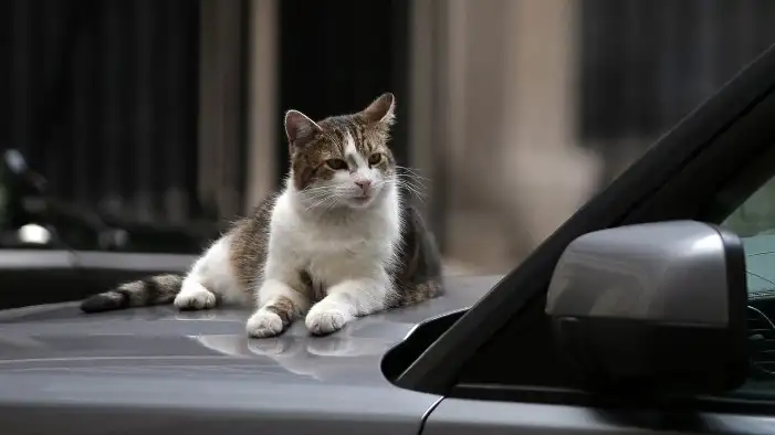 Larry, el gato del 10 Downing St.