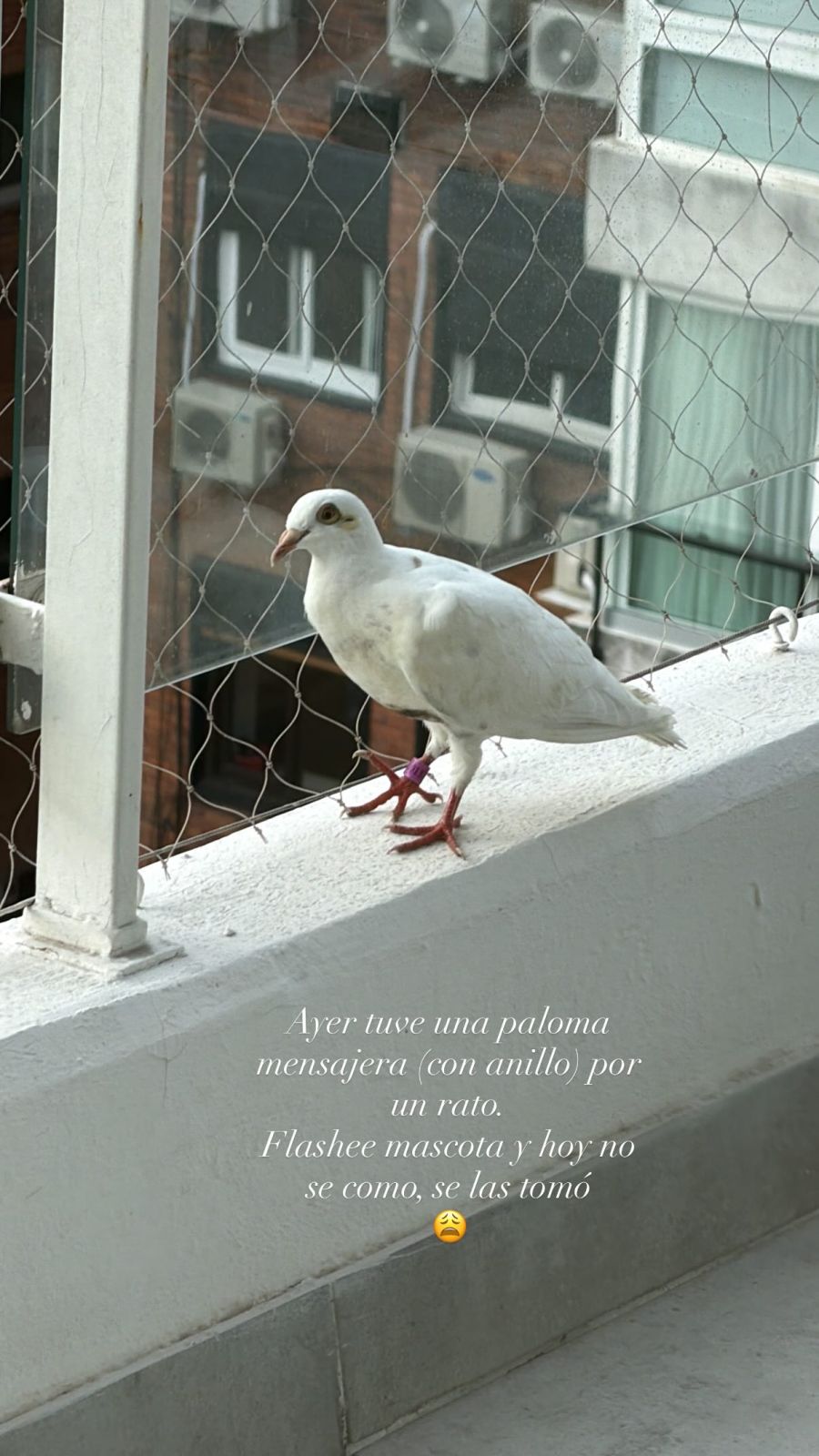 Cande Tinelli mostró la paloma que visitó su balcón