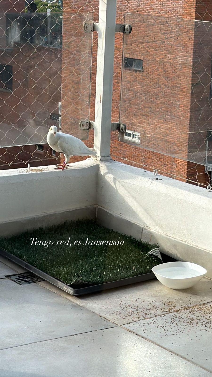 Cande Tinelli mostró la paloma que visitó su balcón