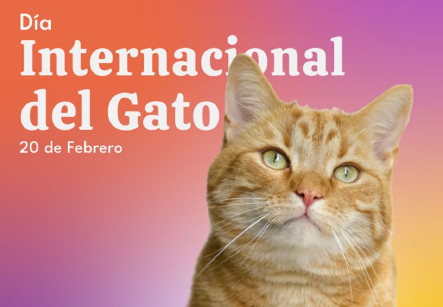 2002_gato