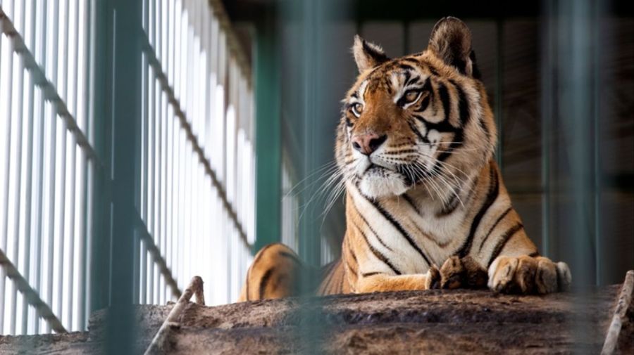 Trasladan animales del ex zoológico de Luján a Europa