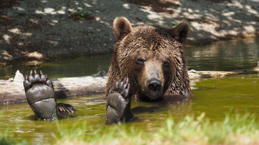 Trasladan animales del ex zoológico de Luján a Europa