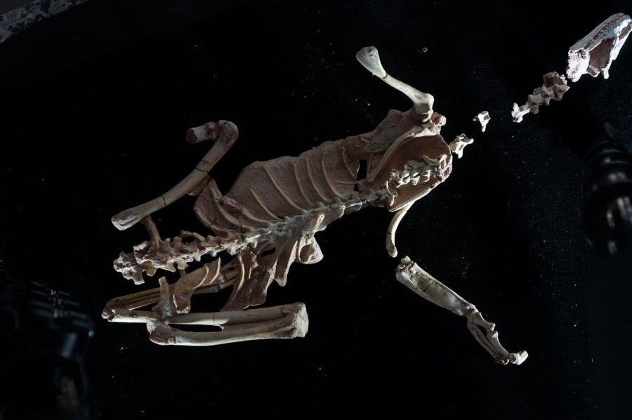 Nuevo_dino_patagonico