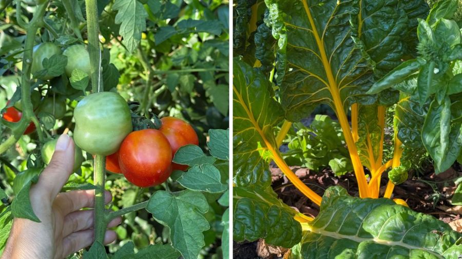 Huerta de Juliana Awada