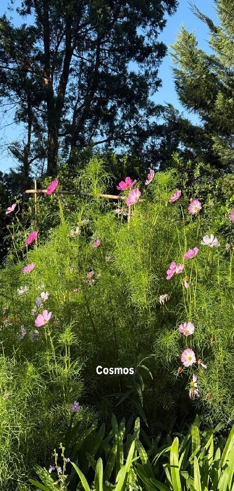 Jardín de Juliana Awada