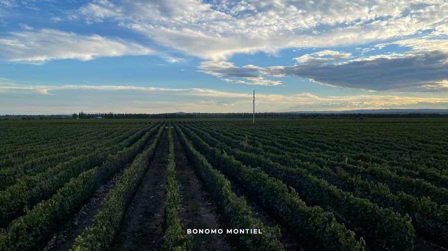Bonomo Montiel en Delirio
