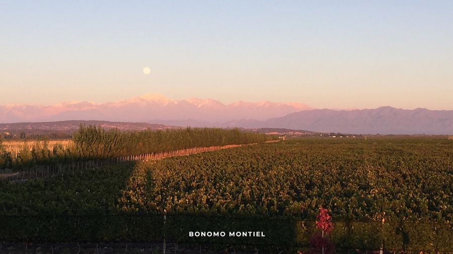 Bonomo Montiel en Delirio