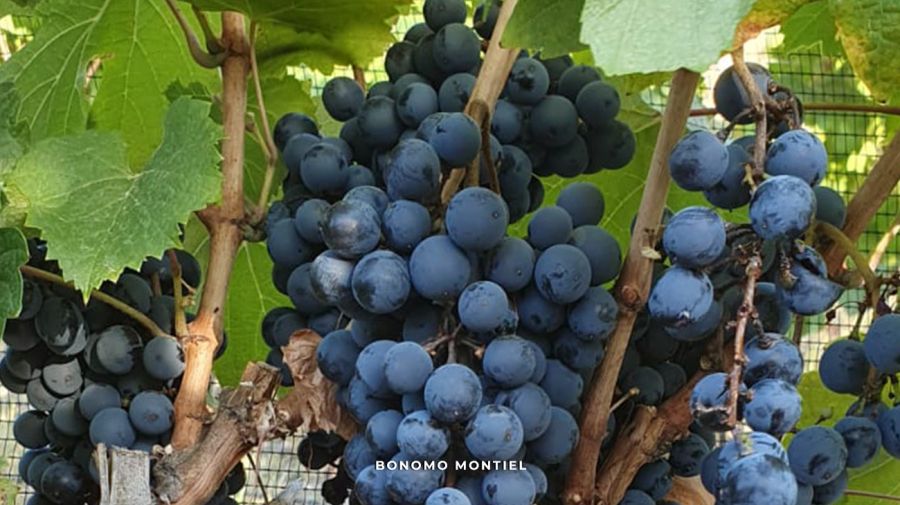 Bonomo Montiel en Delirio