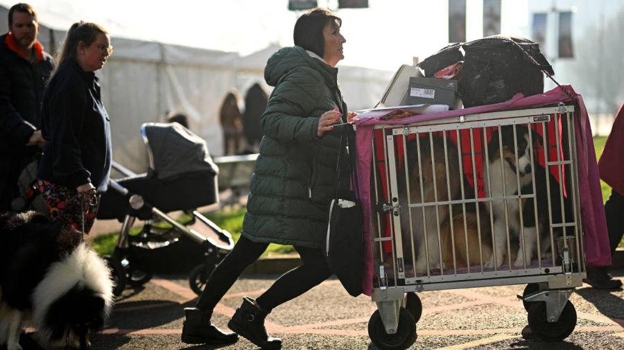 Exposición canina Crufts en el Centro Nacional de Exposiciones de Birmingham 06032026