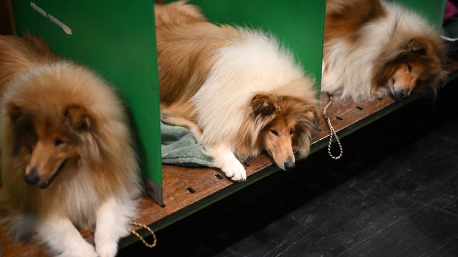 Exposición canina Crufts en el Centro Nacional de Exposiciones de Birmingham 06032026