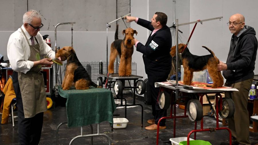 Exposición canina Crufts en el Centro Nacional de Exposiciones de Birmingham 06032026