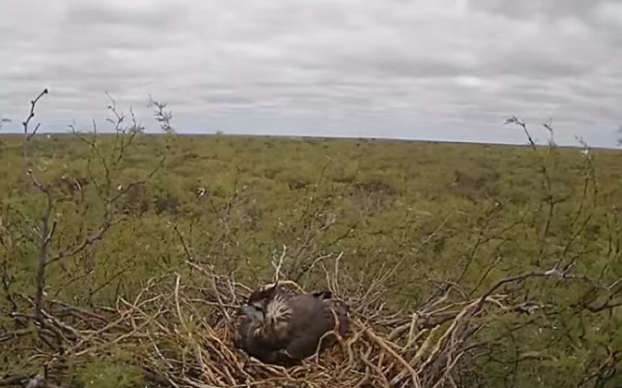 0903_aguila coronada