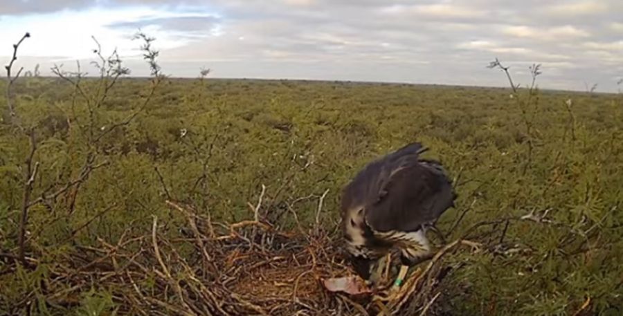 0903_aguila coronada 