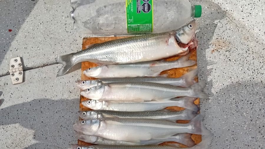 1003_lagunas_necochea