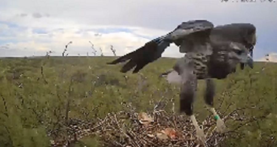 1203_águila coronada