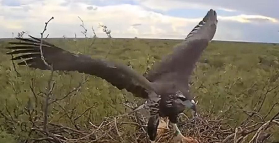 1203_águila coronada