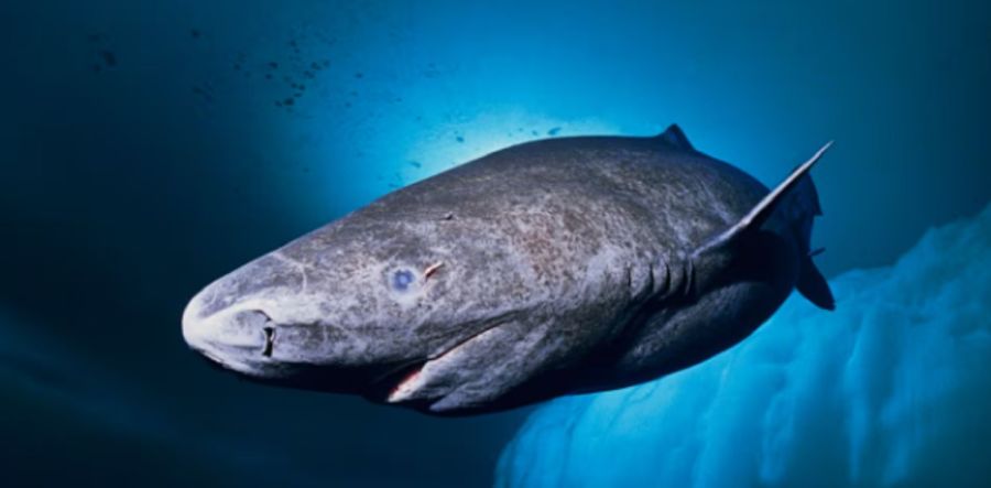 1303_tiburón de groenlandia