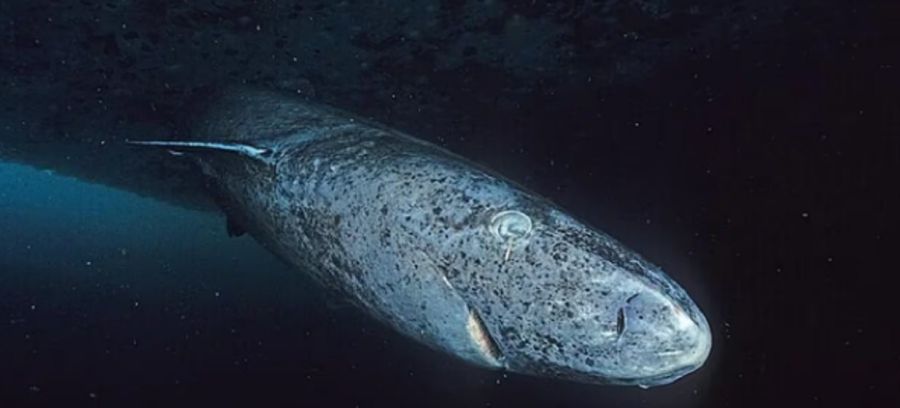 1303_tiburón groenlandia